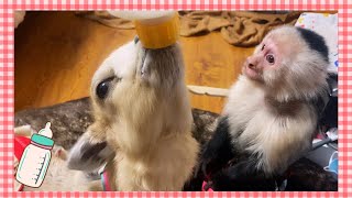 Capuchin Monkey helps FEED GOAT!