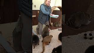 #ямыилюша #енотики #raccoon #животные #помощьбездомнымживотным Гости у енотов