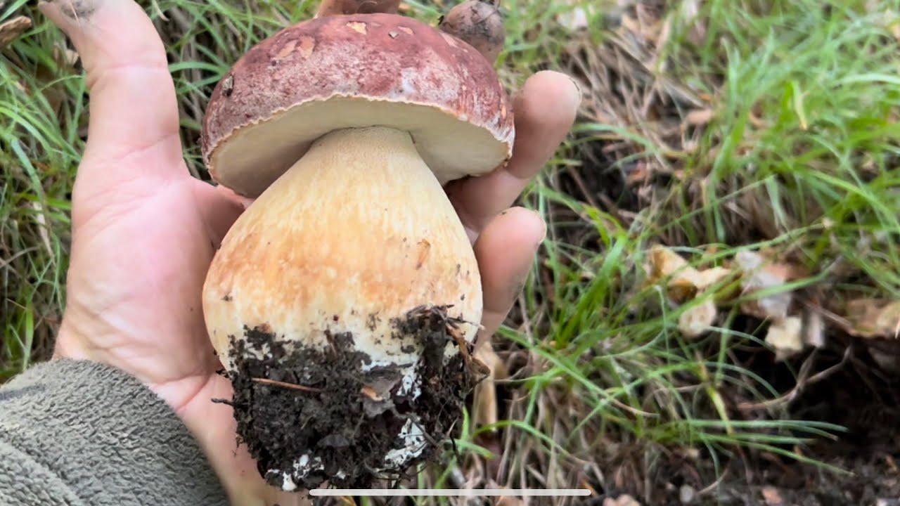 FUNGHI PORCINI 2023🍄BELLI &ROSSI🍄mushroom funghi YouTube