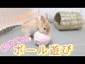 初めてのボール遊びに超ハマってしまったうさぎw