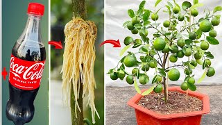 SPECIAL TECHNIQUE for propagating LEMON plants by cutting coca~cola and bananas for super fast growt