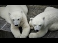 Белые медвежата/Новосибирский зоопарк, июль 2019