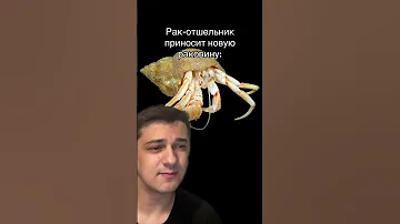 Рак-отшельник и актиния | Биология с Мишей Гис | SMITUP | #shorts #егэ #биология #животные