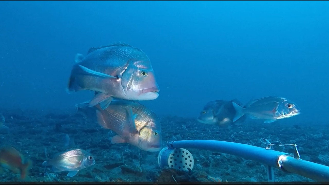 MaRIP Platform