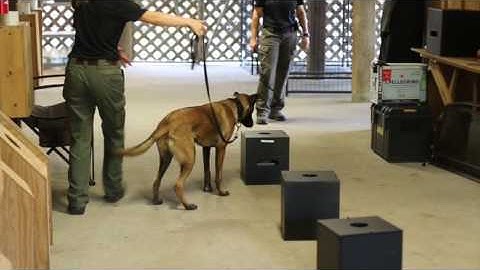 Detection Promo Video Complete