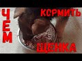 Как кормить двухмесячного щенка немецкой овчарки.