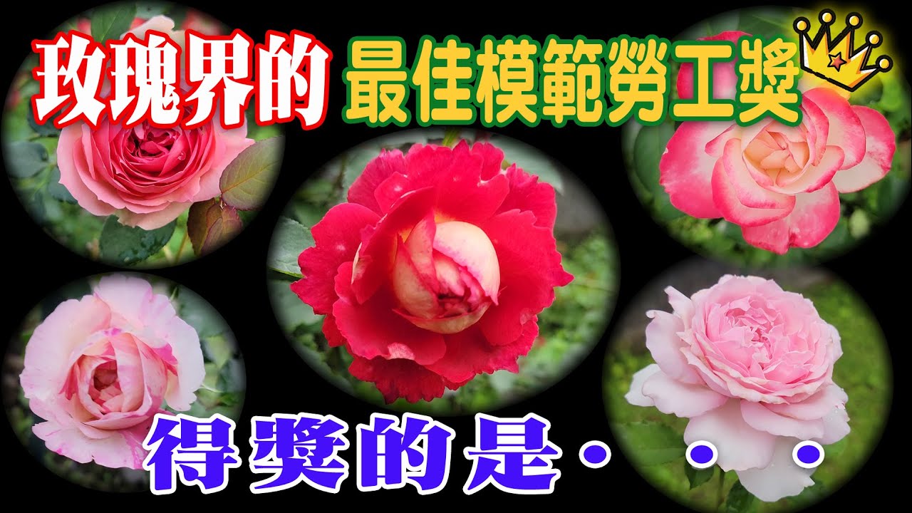 複花好花期長,玫瑰月季界的模範勞工排行榜rose labcur day【心情筆記】木村卓功 Takunori Kimura 大衛奧斯丁 ...