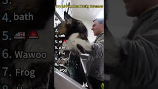 Top 10 Funniest Husky Screams #husky #pet #dog #funnyvideos #foryou