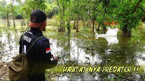 EDAN ‼️ SUNGGUH DI LUAR NALAR UMPAN REKOMENDASI ANGLER 2001 || MANCING IKAN GABUS BESAR DI RAWA