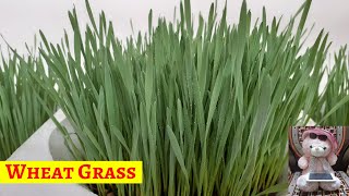 How to grow wheat grass easily at home | Godhuma Gaddi | Wheat Grass | గోధుమ గడ్డి | Sarada Saradaga