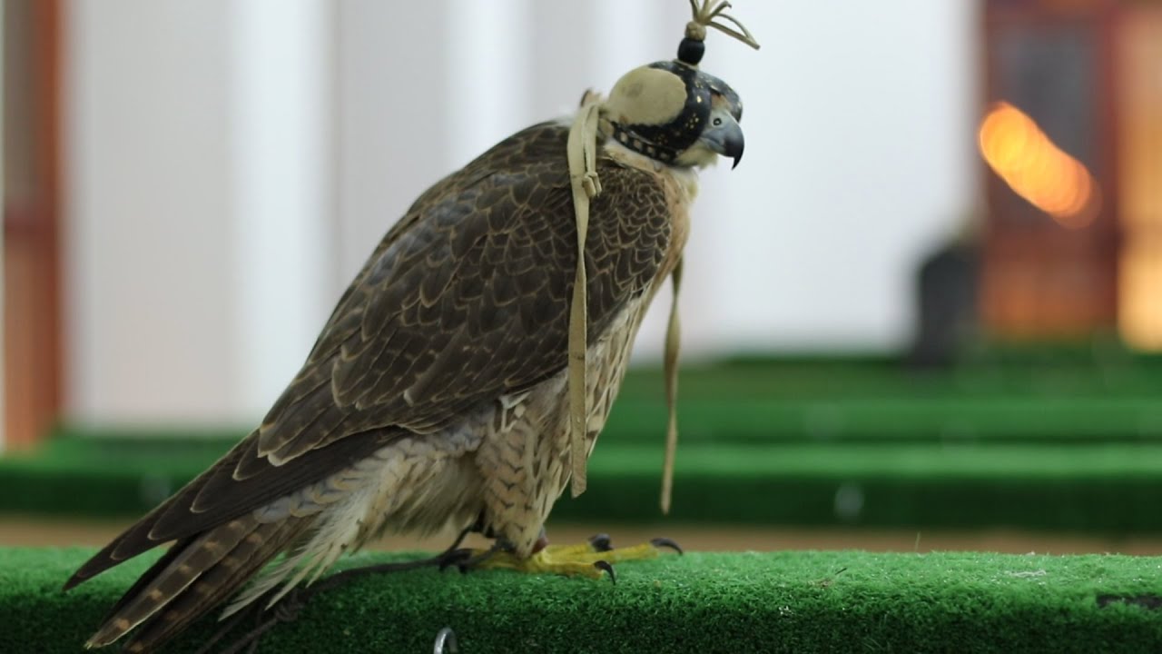 Falcon Souq in Doha - Souq Waqif