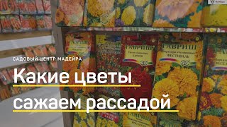 Какие семена цветов выращивать через рассаду? Красивые сорта бархатцев, цинний и георгины