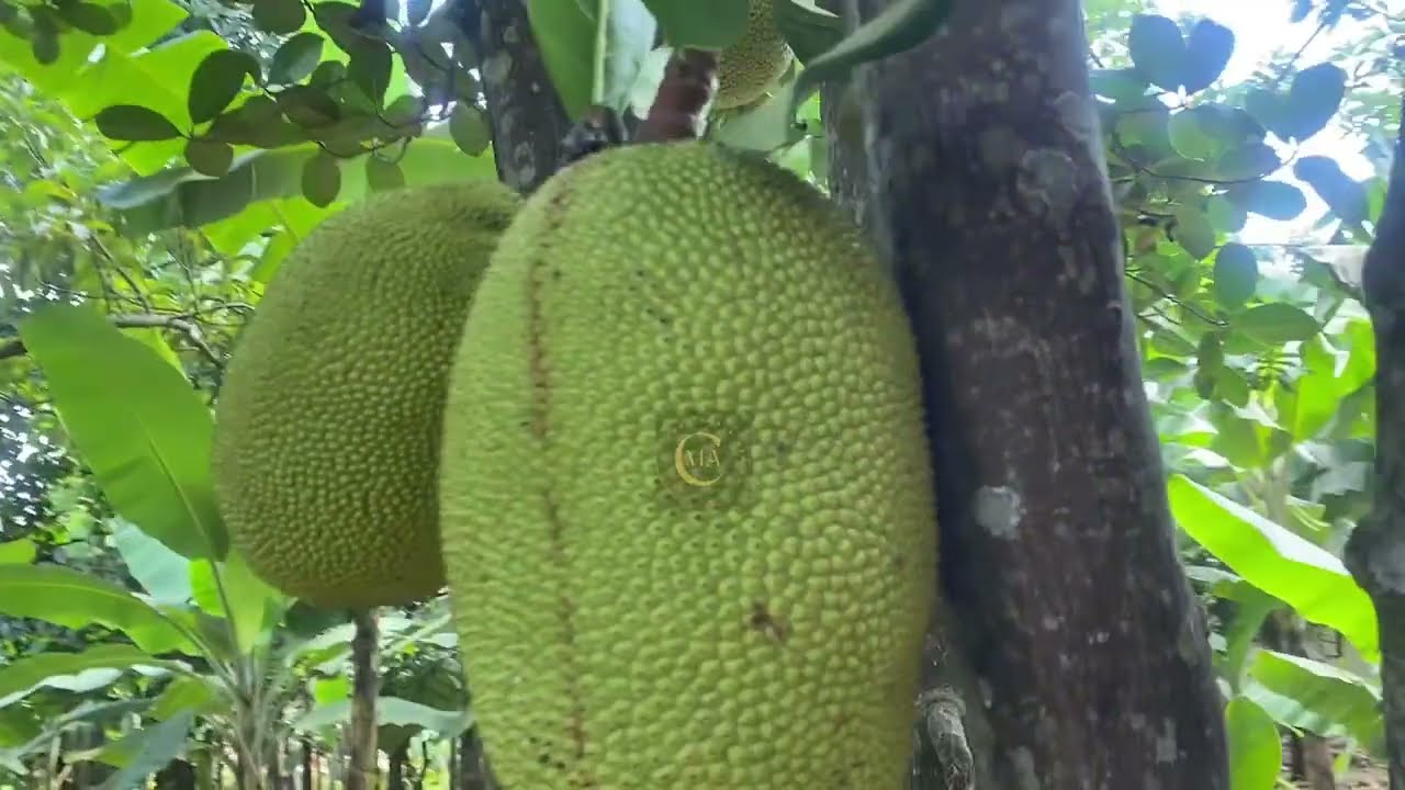 Будущее сельского хозяйства: потенциал джекфрута в Уганде