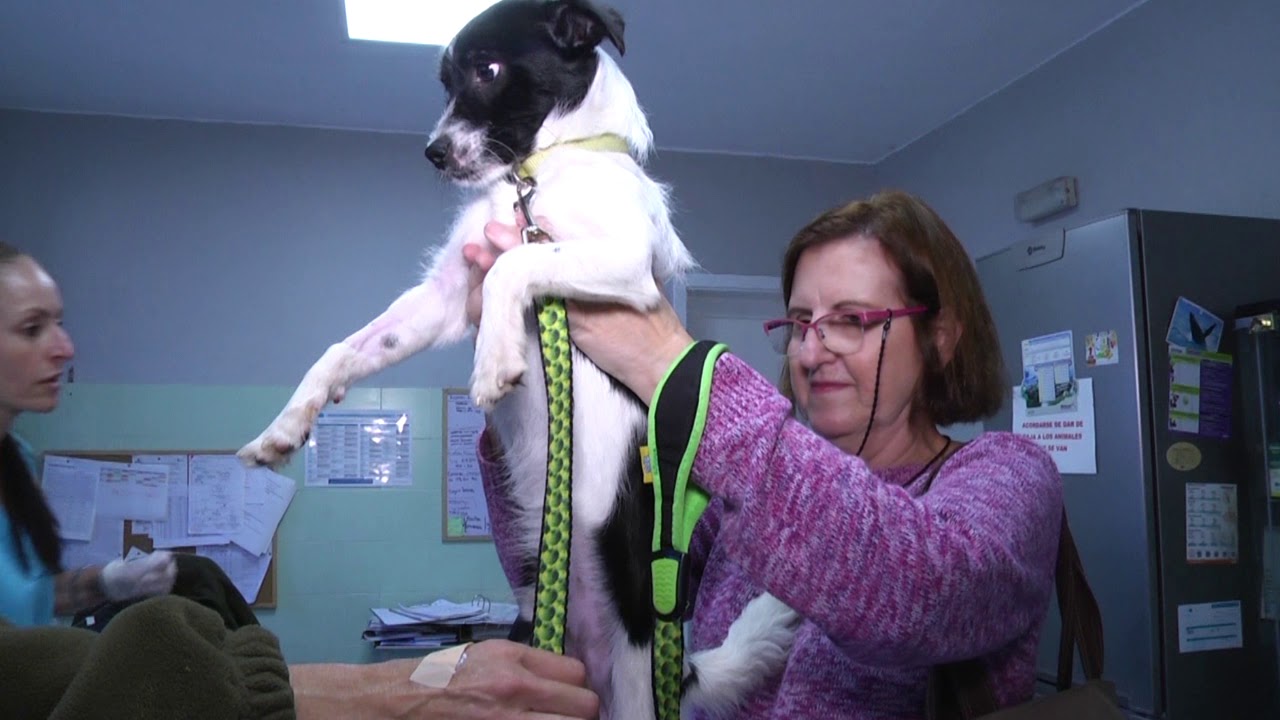 ALBERGUE INSULAR DE ANIMALES