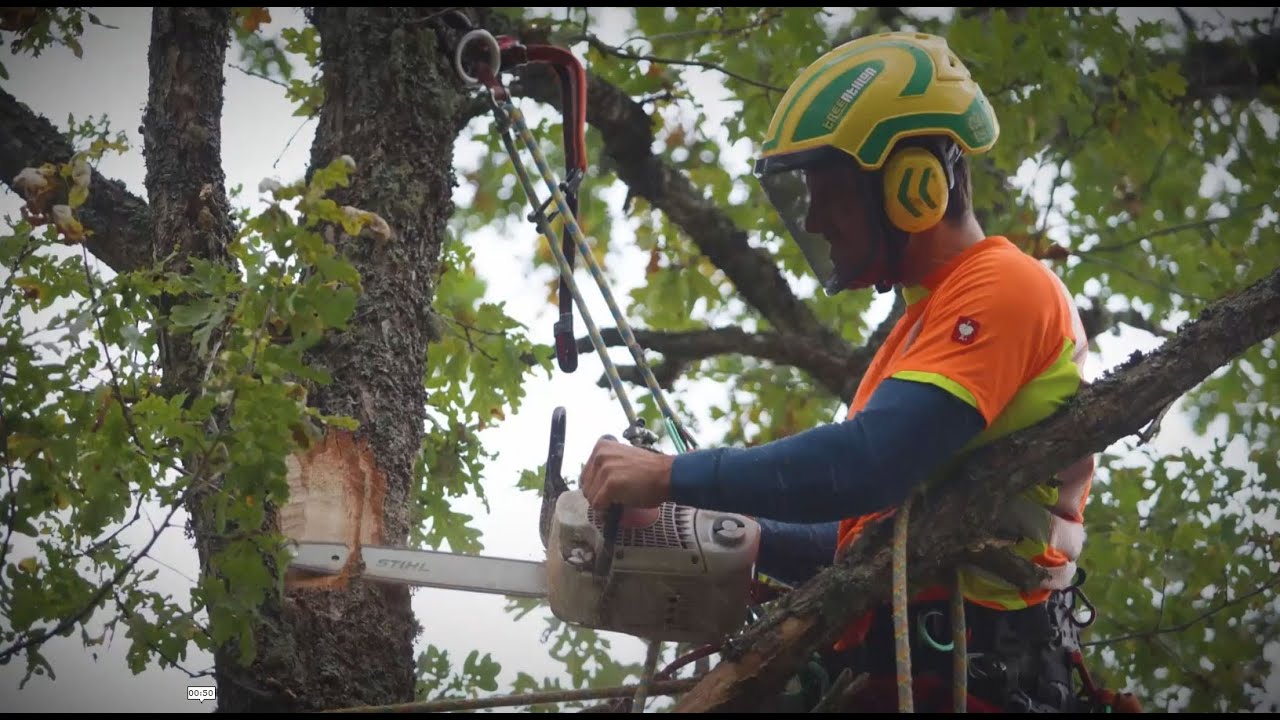 Veteranisering: Varför skadar vi träd medvetet?