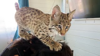 ELUSIVE BOBCAT ROSALIA / Lynx walks a man