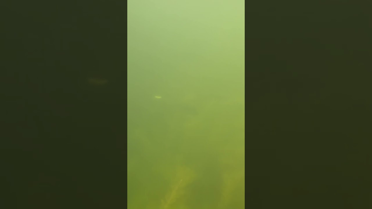 Underwater jig action 