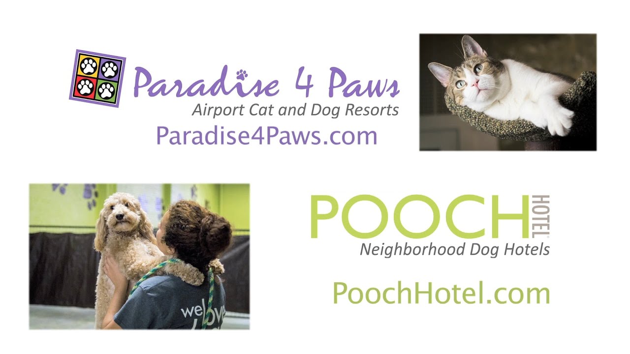 Paradise 4 Paws and Pooch Hotel YouTube