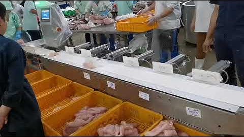 Weight sorter sorting grading machine for fish fillet, oyster, crab, dragon fruits, shrimp.