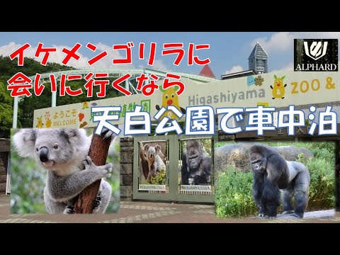 名古屋でイケメンゴリラに会うなら 大自然に囲まれた天白公園で車中泊 Youtube