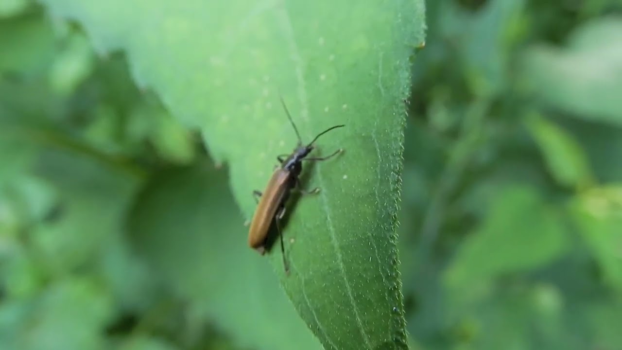 キバネカミキリモドキ/Xanthochroa luteipennis 02_220619_ガイコツ山