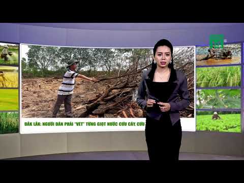 Video Thời tiết nông vụ 26/04/2019: Đắk Lắk nhiều ao hồ khô... - youtube