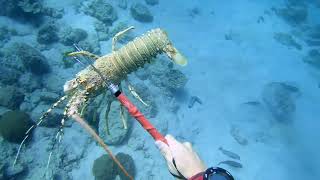 Spearfishing with a Pole Spear in Oman! Parrot fish and Crayfish!