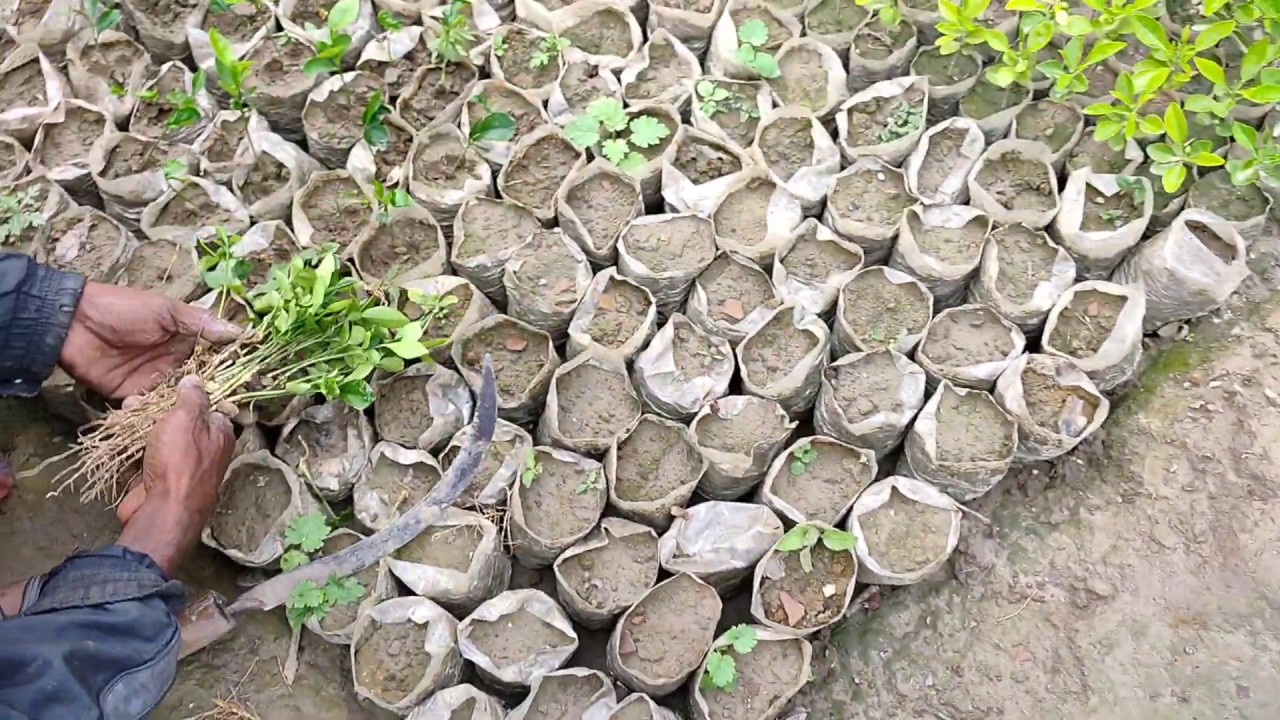 How to Graft Orange Seedlings. How to make Orange Lemon YouTube