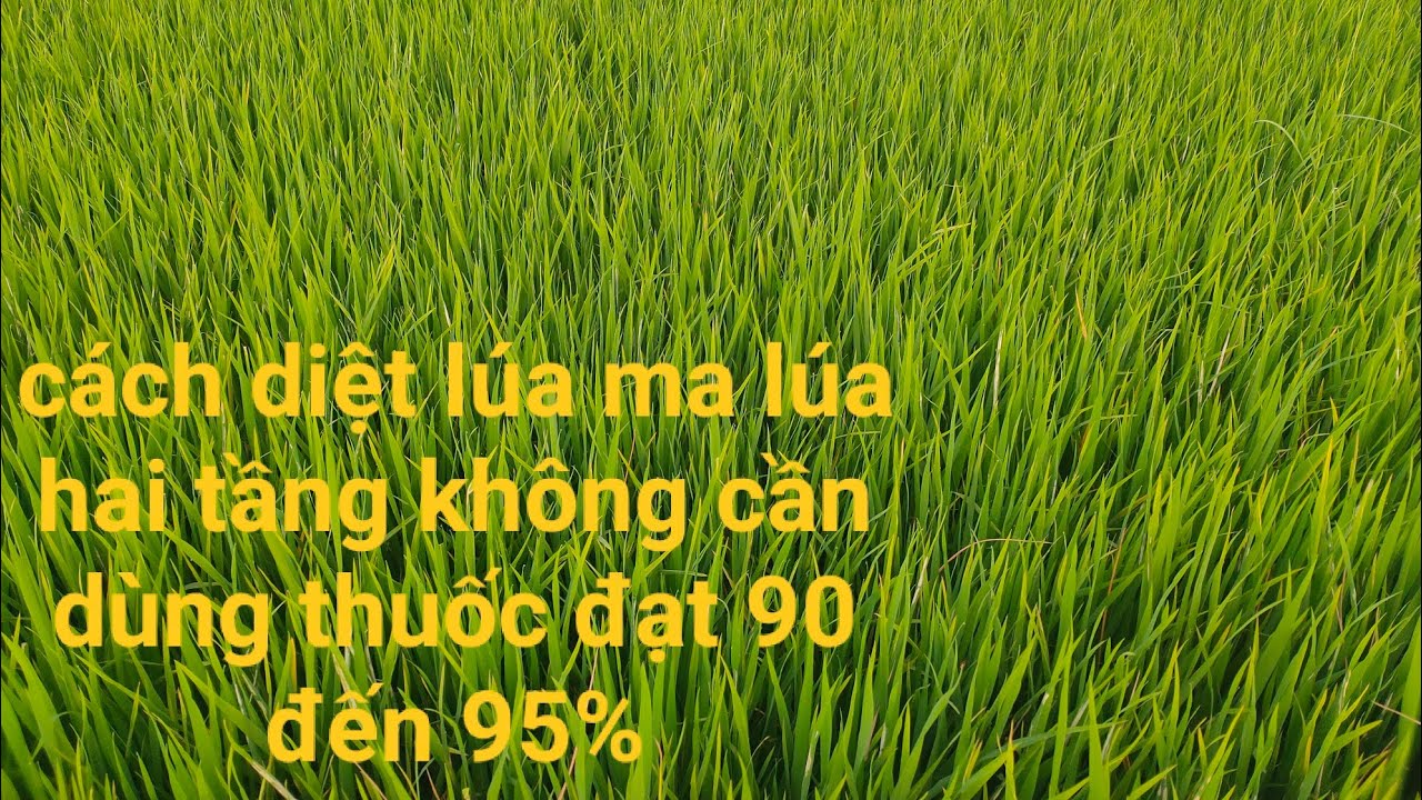 Cách diệt lúa ma lúa hai tầng lúa niêu không cần thuốc đạt hiệu quả