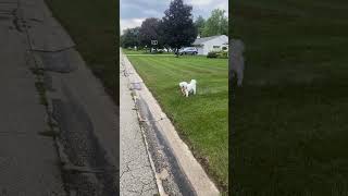 IMG 4437