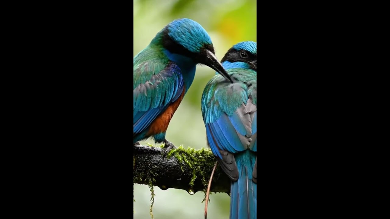 LIVE Quran Recitation Surah Al-Baqarah | Ismail Annuri