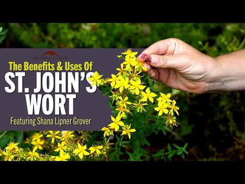 Video: Om johannesört - Info för att bli av med johannesörtväxter
