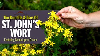 The Benefits & Uses of St. John's Wort | Featuring Shana Lipner Grover