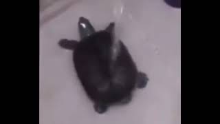 Turtle dancing to gassed up