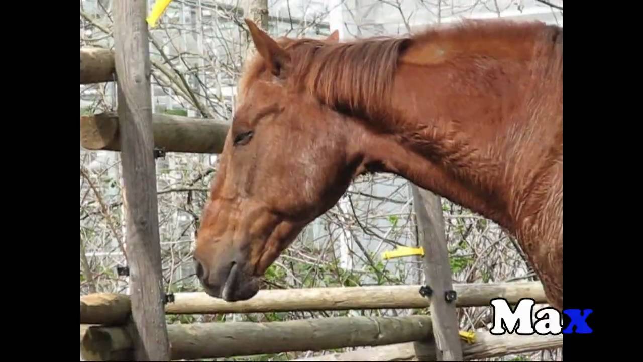 Kildare Riding School Meet the Horses YouTube
