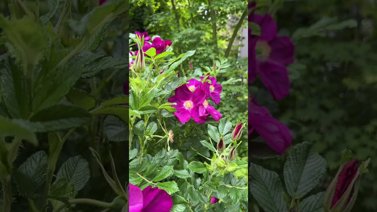 "1486 Mount Dandenong Tourist Road, Mount Dandenong 