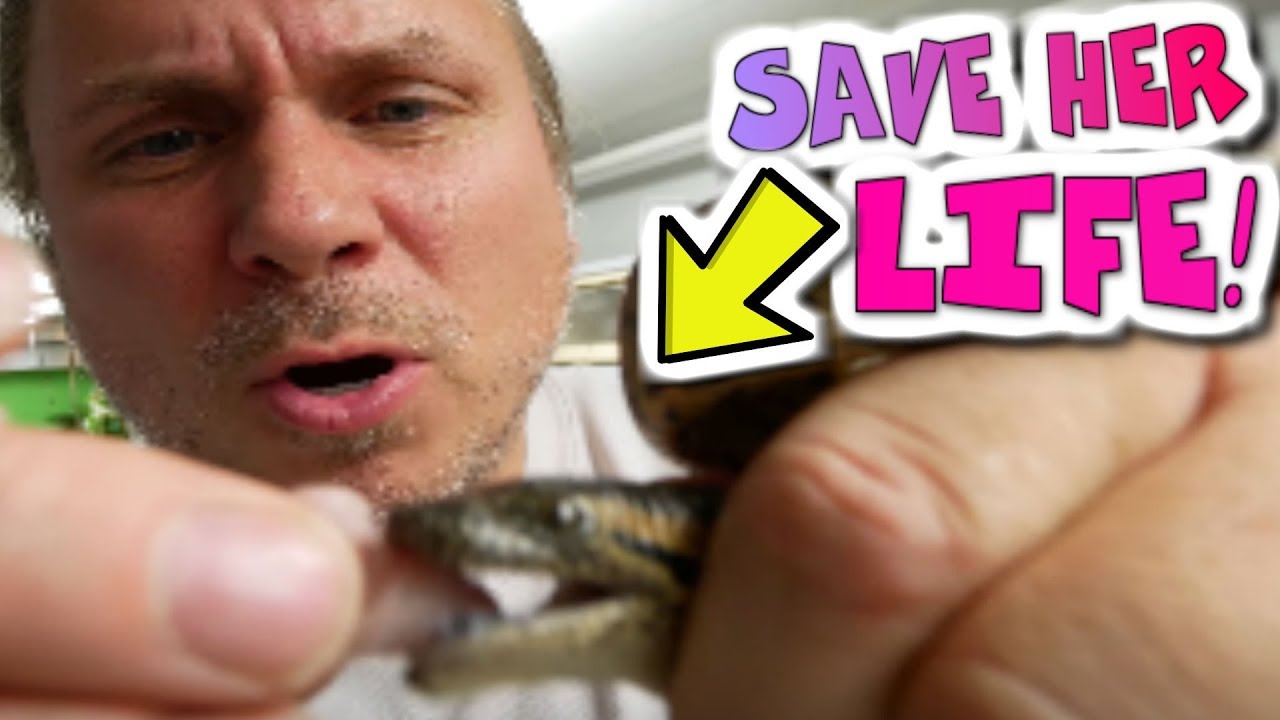 green anaconda feeding CAN I SAVE MY ANACONDAS LIFE?? **ASSIST FEEDING** | BRIAN BARCZYK