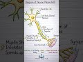 Neuron Ka Structure Explained 🔥 | Nerve Cell Diagram in 30 Seconds #shorts