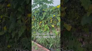 Hoa em có hoa vàng trước ngõ #tayninh #canhdepquehuong #xómtrọđộcnhất #canhdepthiennhien #hoa