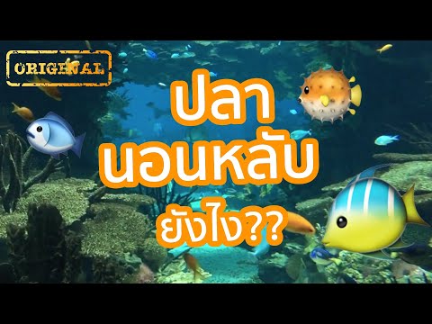วีดีโอ: ปลาหลับหรือเปล่า Or