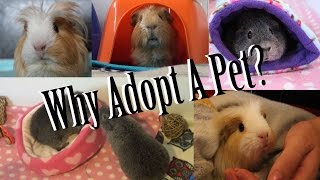 Why Adopt A Pet? FAQs | Adopt Don't Shop ❤
