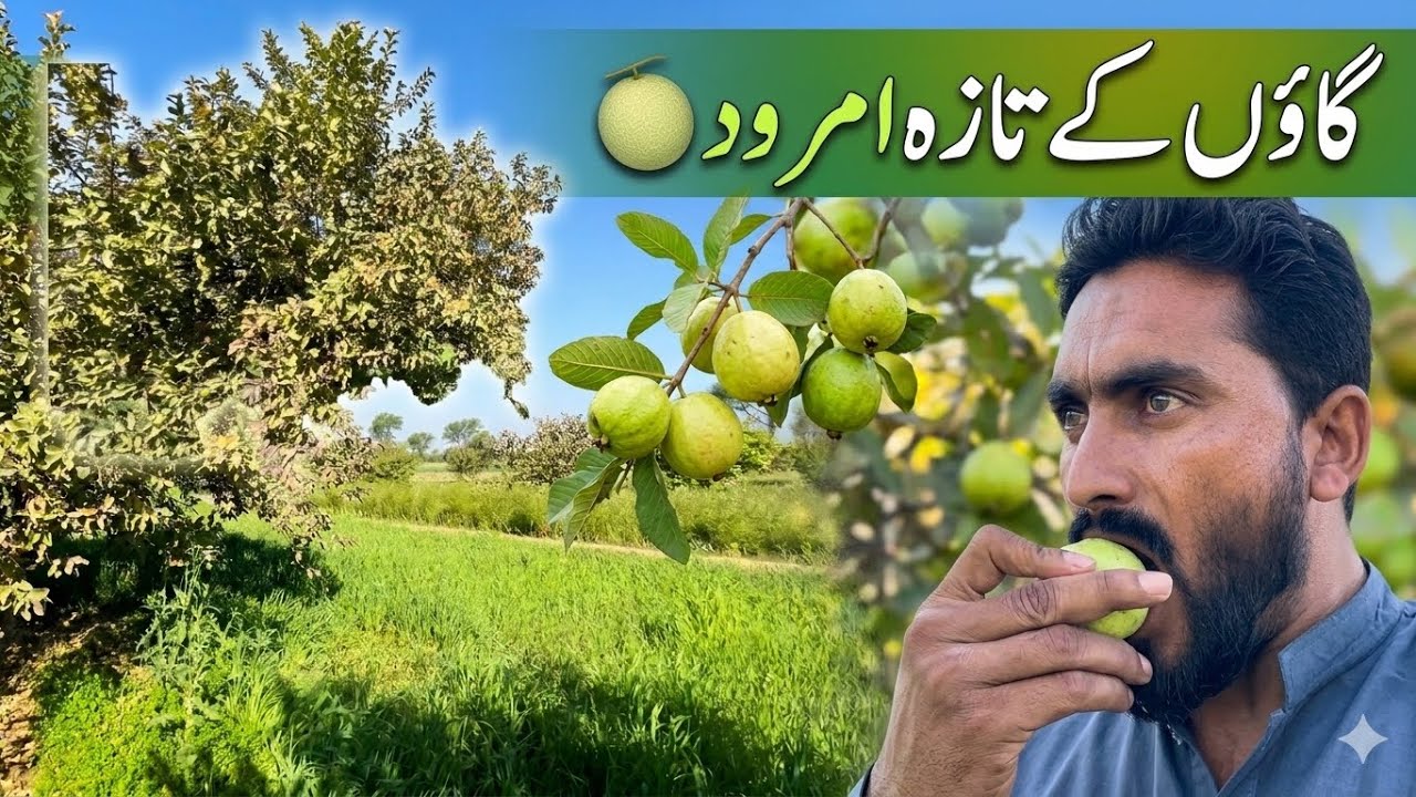 گاؤں کے امرود کے باغ کی سیر 🍈 | Fresh Guava TasteVillage Li