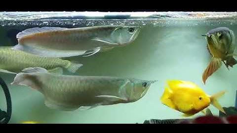 Cách nuôi cá rồng - Phần 1: Cá ngân long