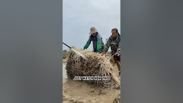 Houttuynia cordata #plants #houttuyniacordata #food