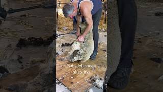 The Wool Just Would Not Stop Coming