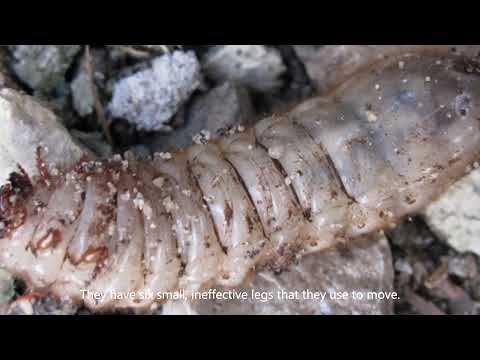 The Figeater Beetle