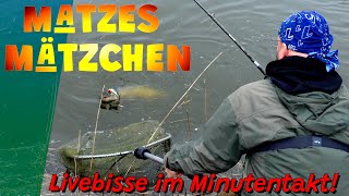 Matzes Mätzchen - Livebisse im Minutentakt!