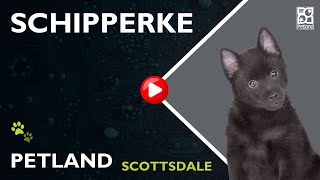 Tiny Tails: All About Schipperke Puppies