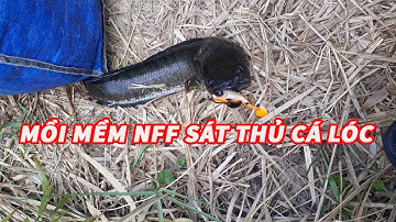 Mồi mềm NFF, cách gắn lưỡi vào mồi mềm