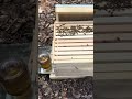 Bees Getting Stronger! Medicated Water Refill + New Comb